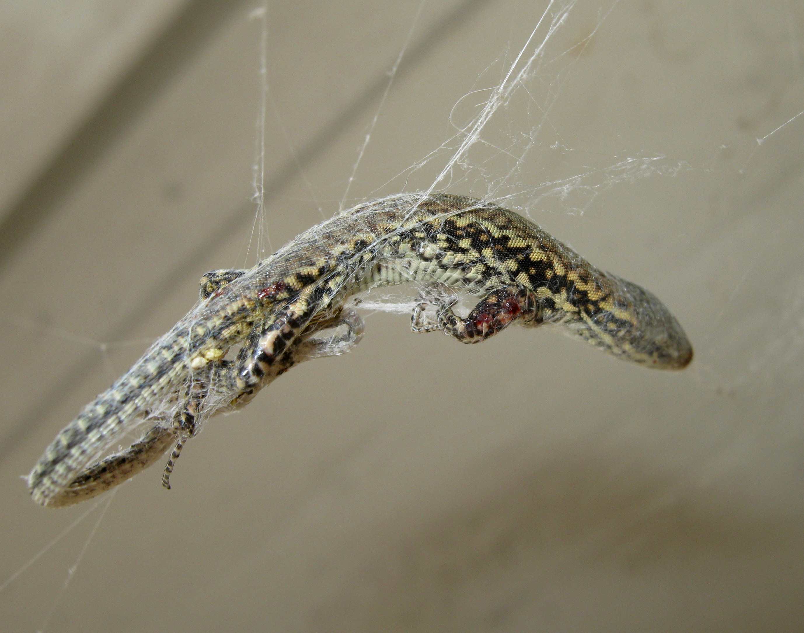 Parasteatoda tepidariorum con preda insolita  Treviso